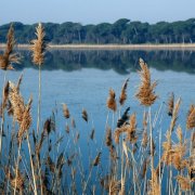 MARINA DI RAVENNA natura